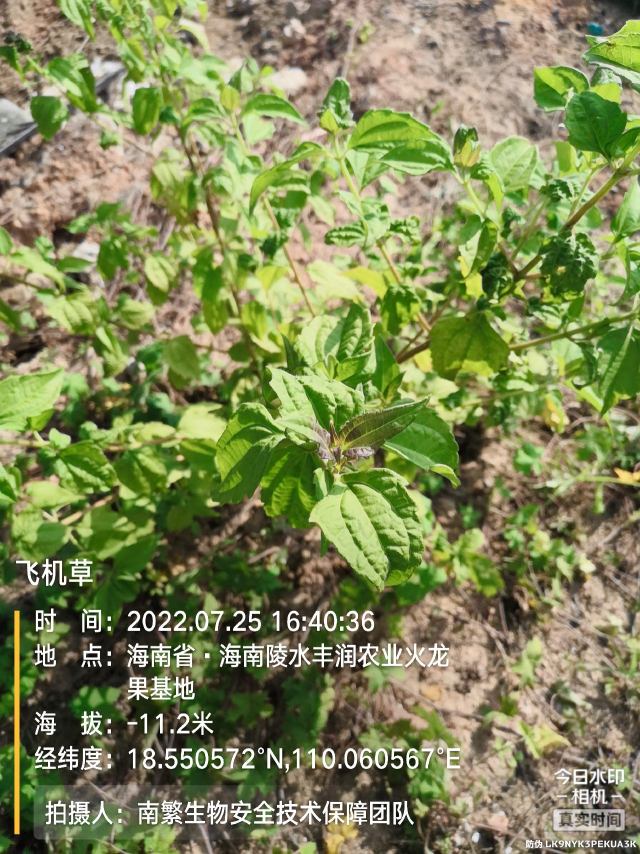 飞机草