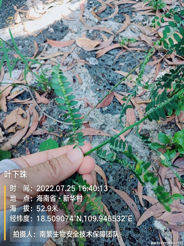 叶下珠