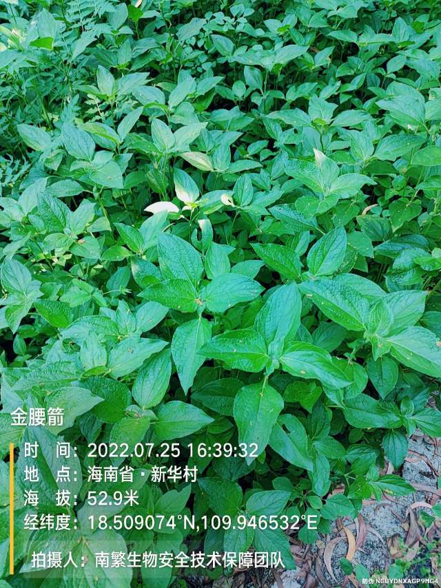 金腰箭