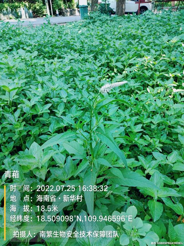 青葙