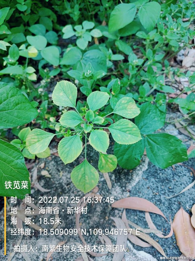 铁苋菜