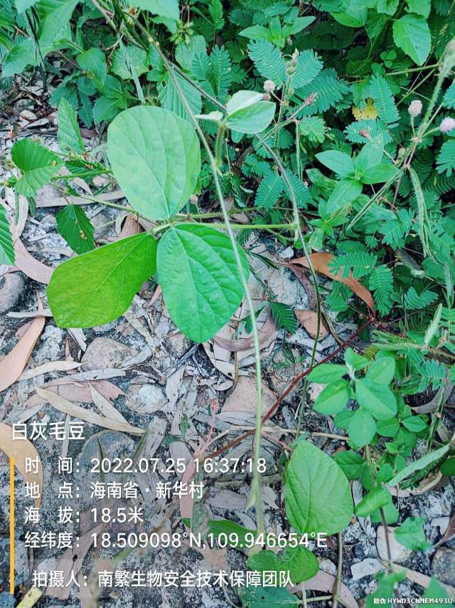 白灰毛豆