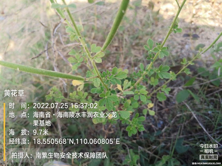 黄花草