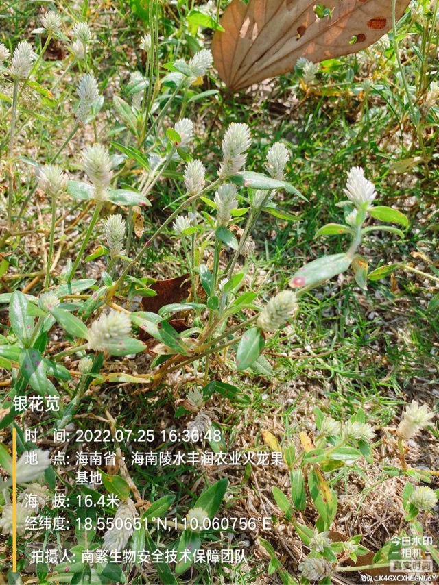 银花苋