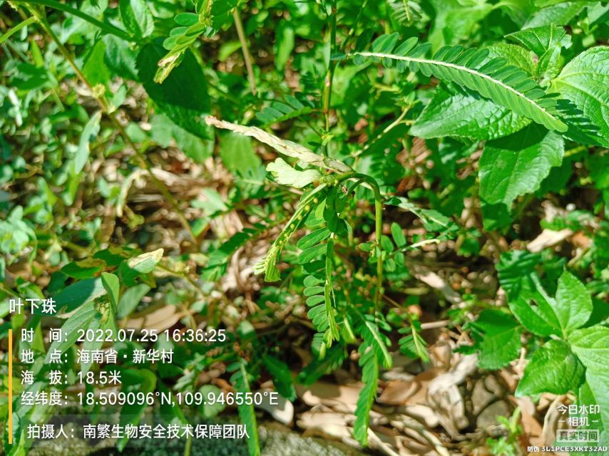 叶下珠