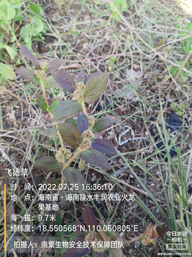 飞扬草