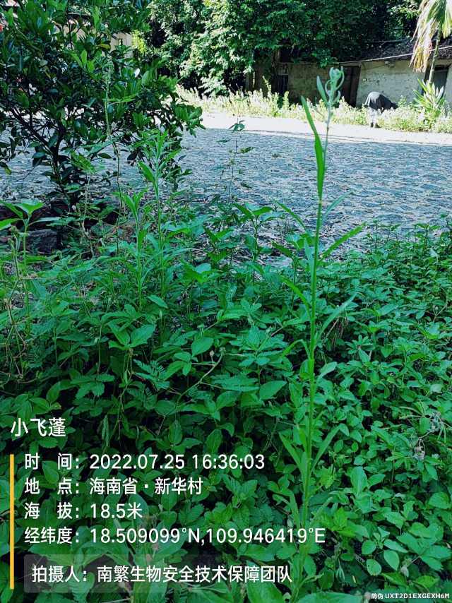 小飞蓬