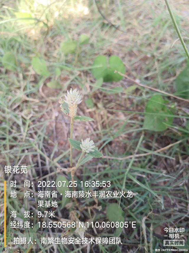 银花苋