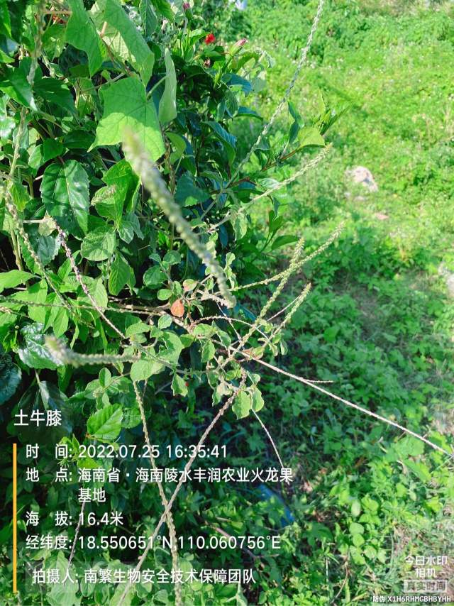 土牛膝