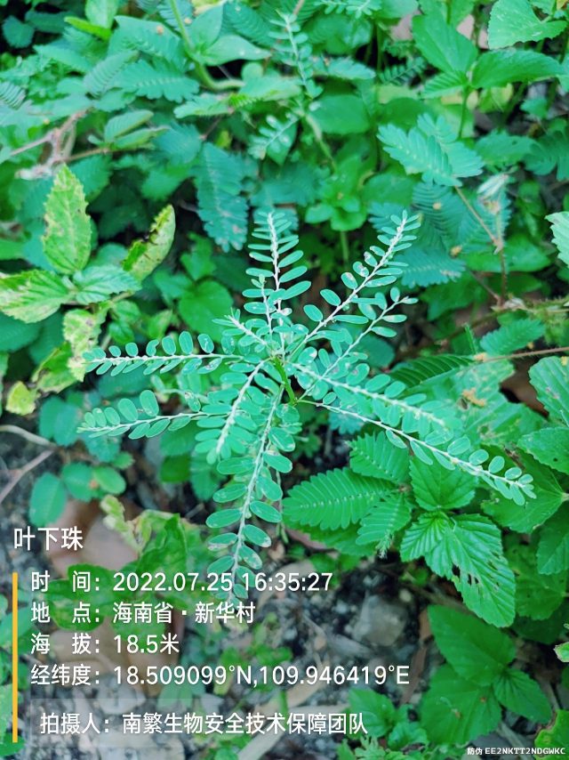 叶下珠