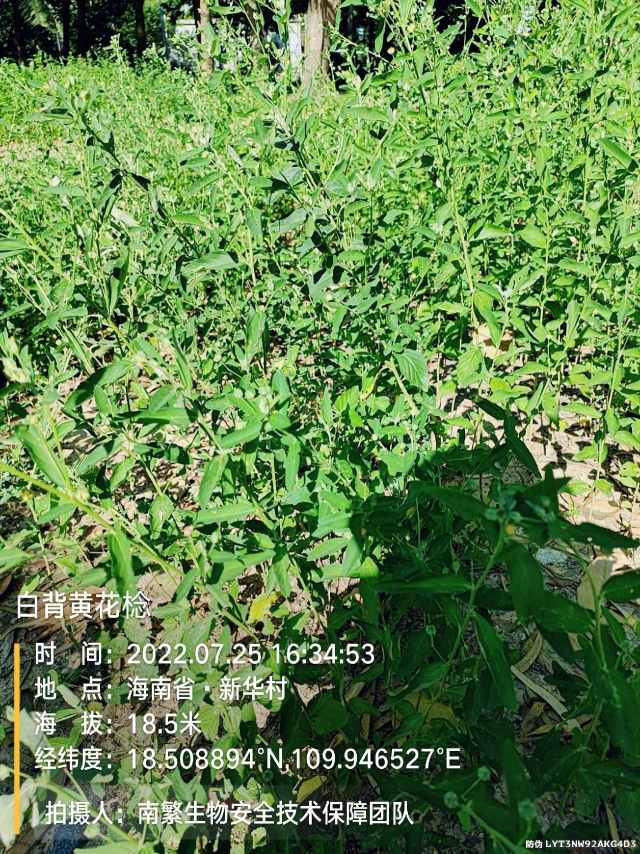 白背黄花棯