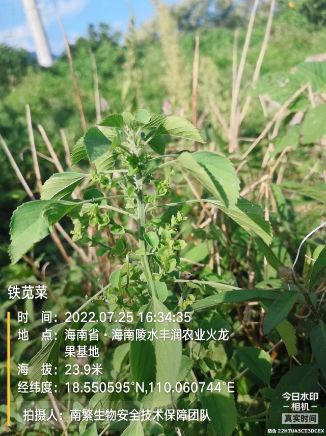 铁苋菜