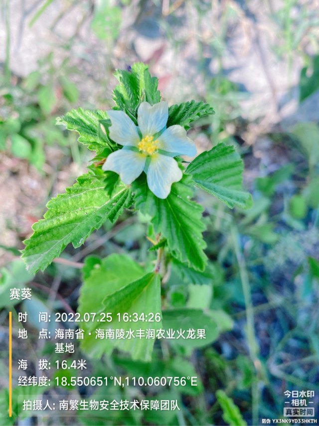 赛葵