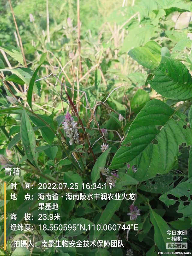 青葙
