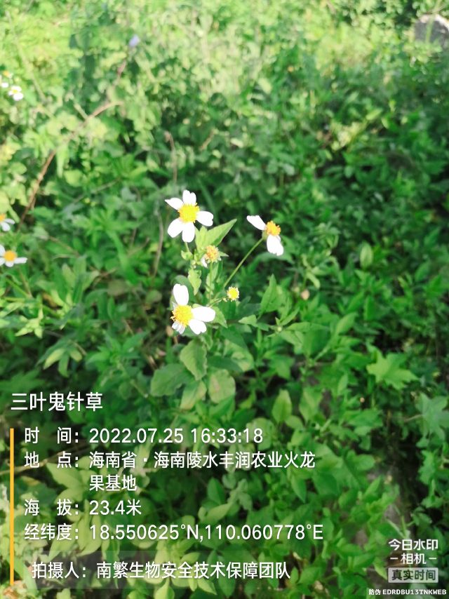三叶鬼针草