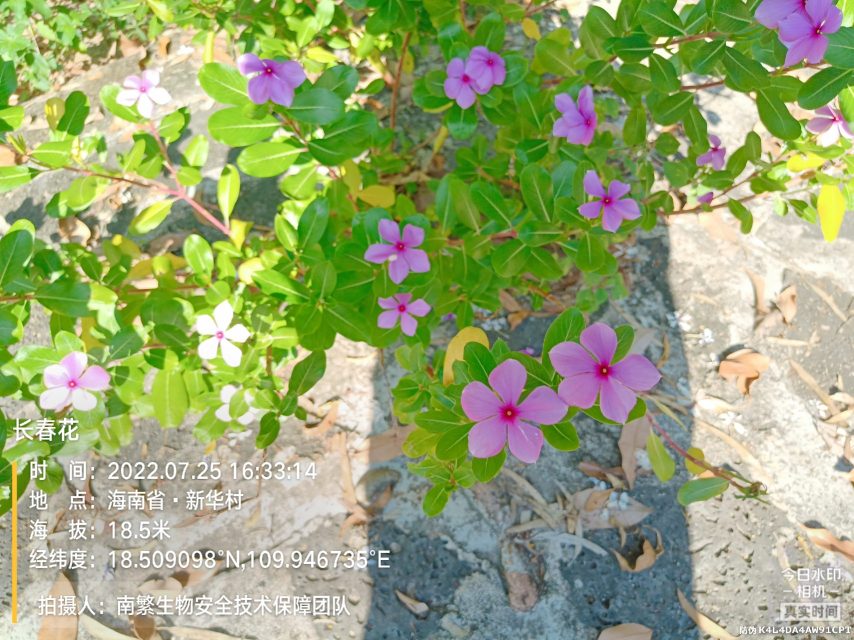 长春花