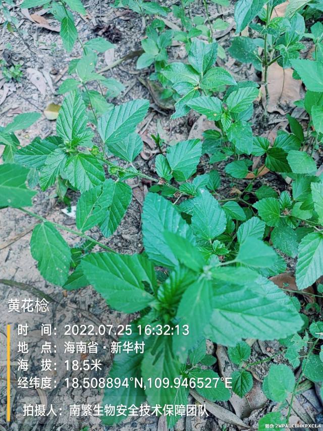 黄花棯