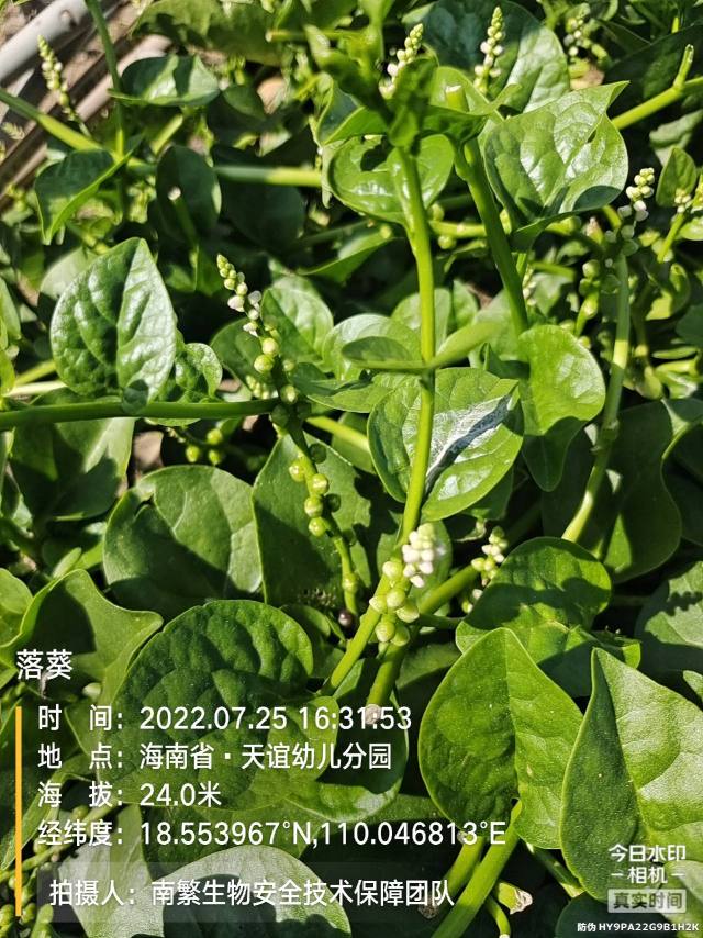 落葵