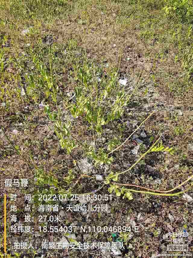 假马鞭