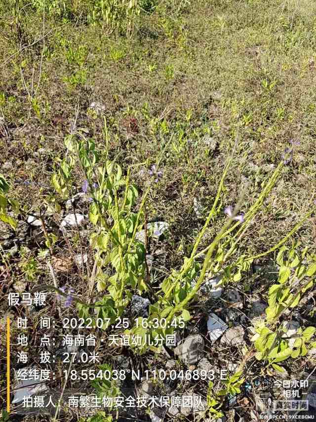 假马鞭
