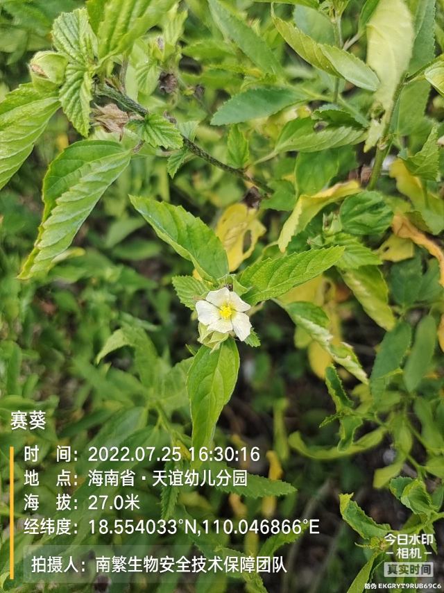 赛葵