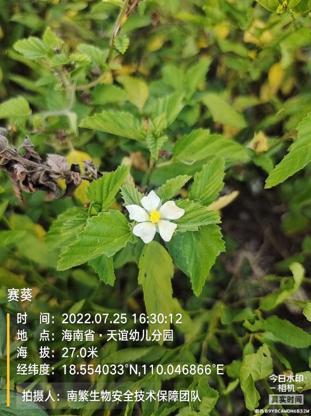 赛葵