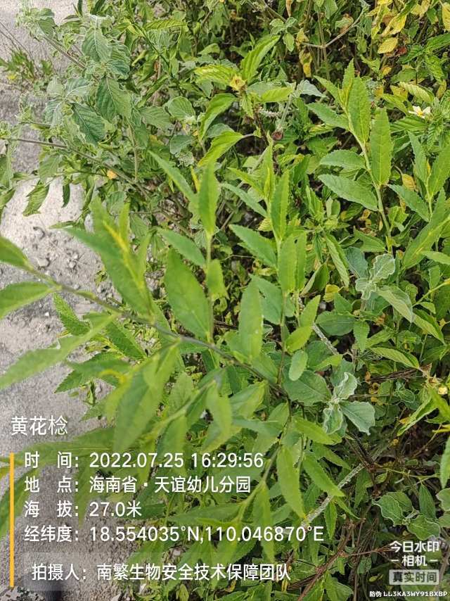 黄花棯