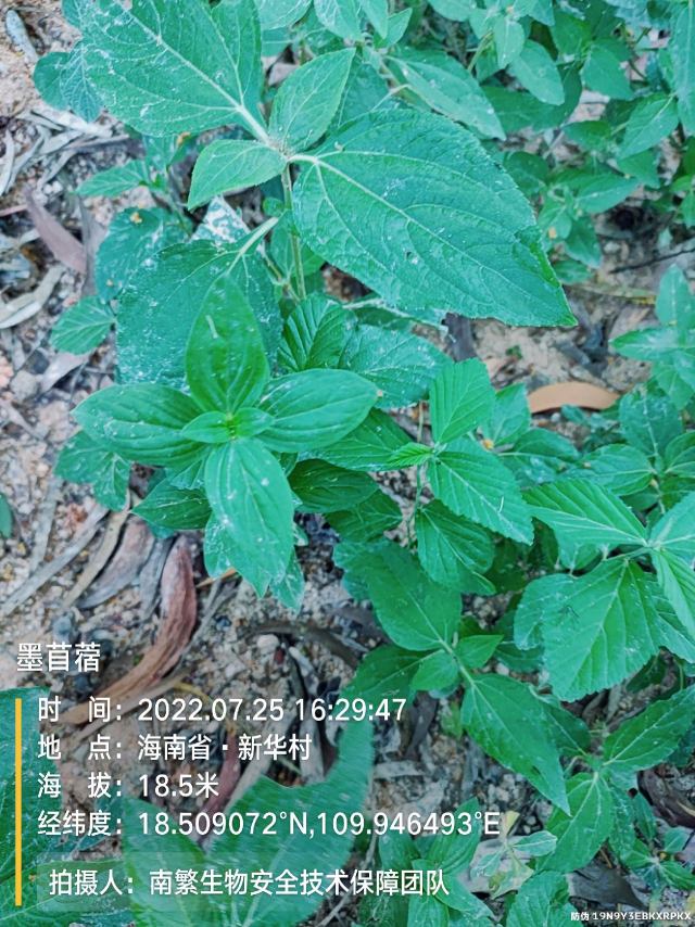 墨苜蓿