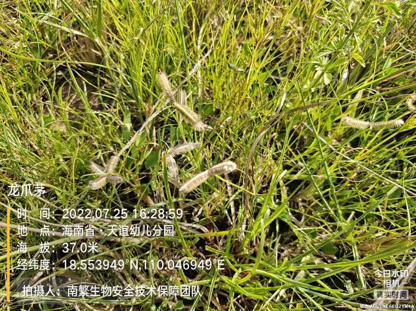龙爪茅