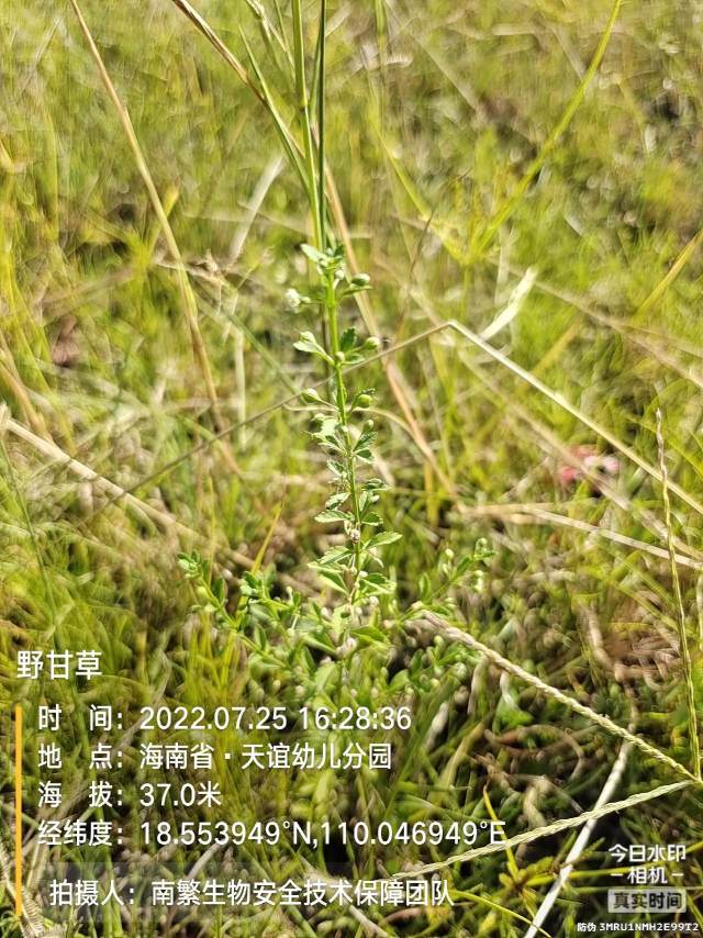 野甘草