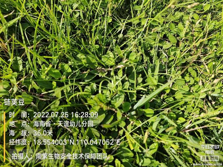 链荚豆