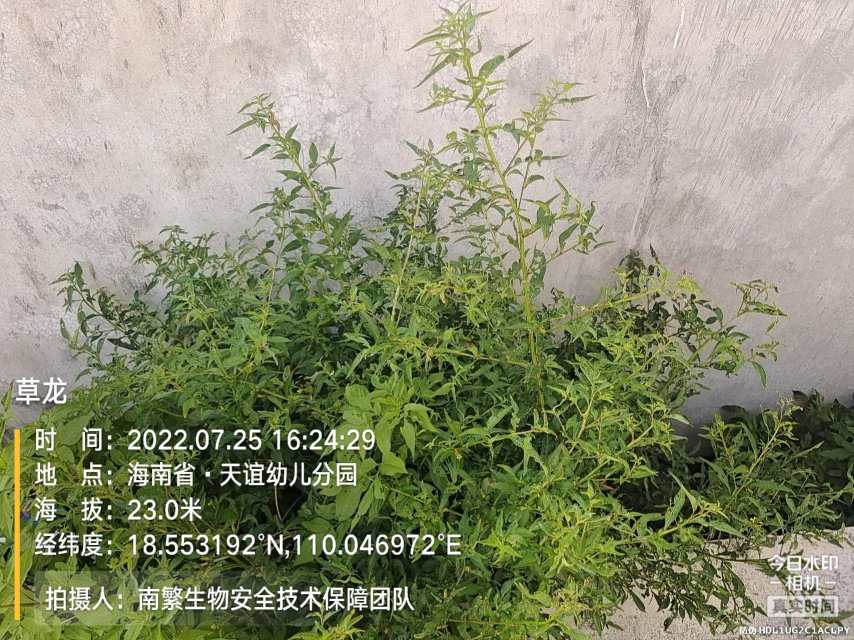 草龙
