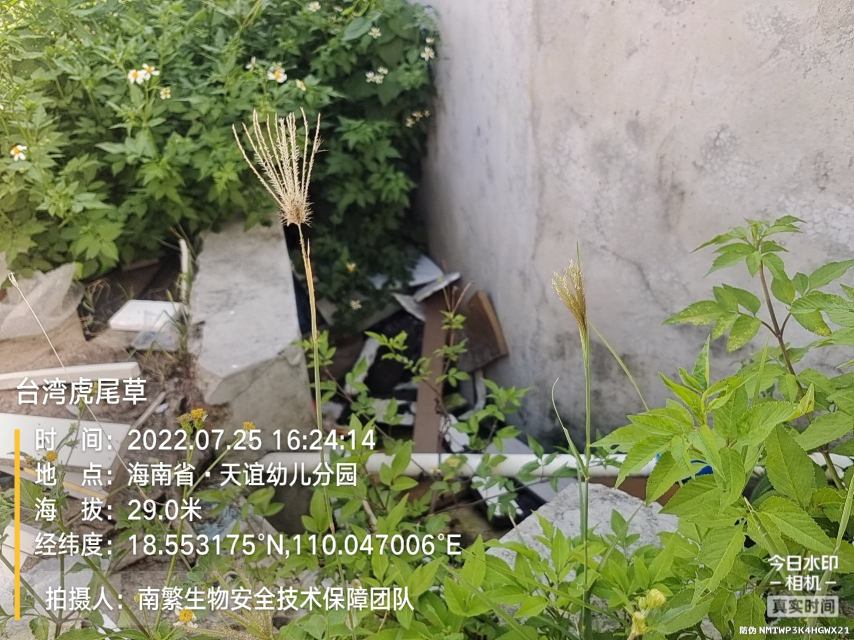 台湾虎尾草