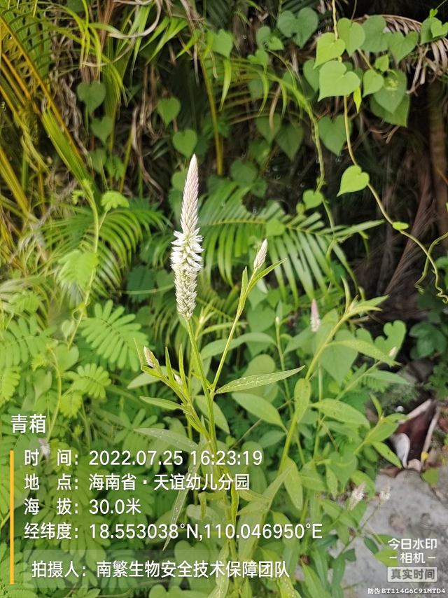 青葙