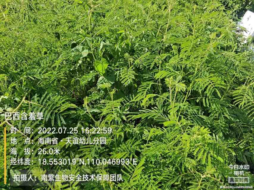 巴西含羞草
