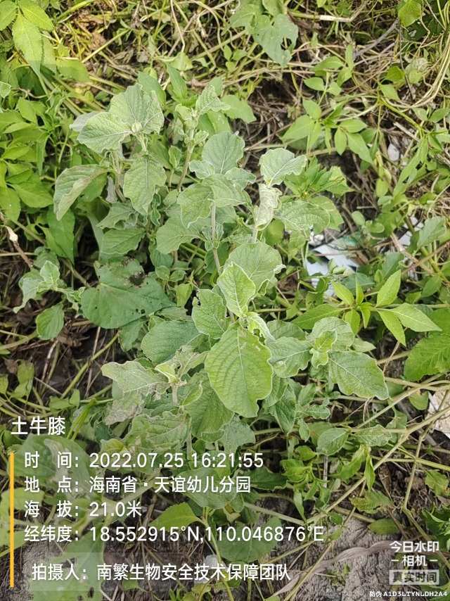土牛膝