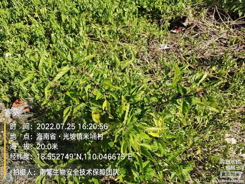 赛葵