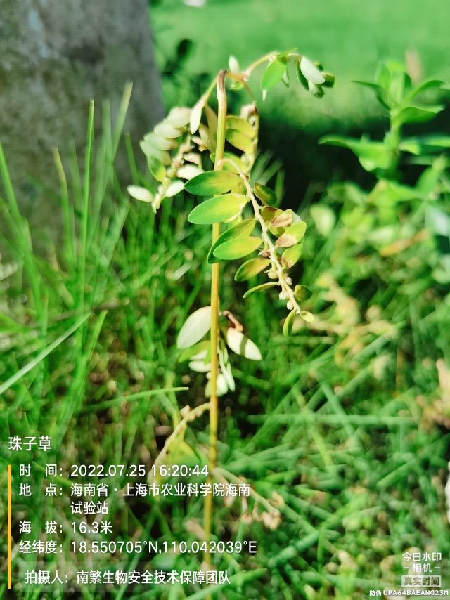 珠子草