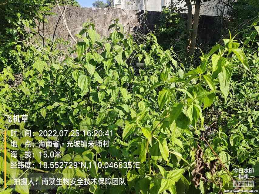 飞机草
