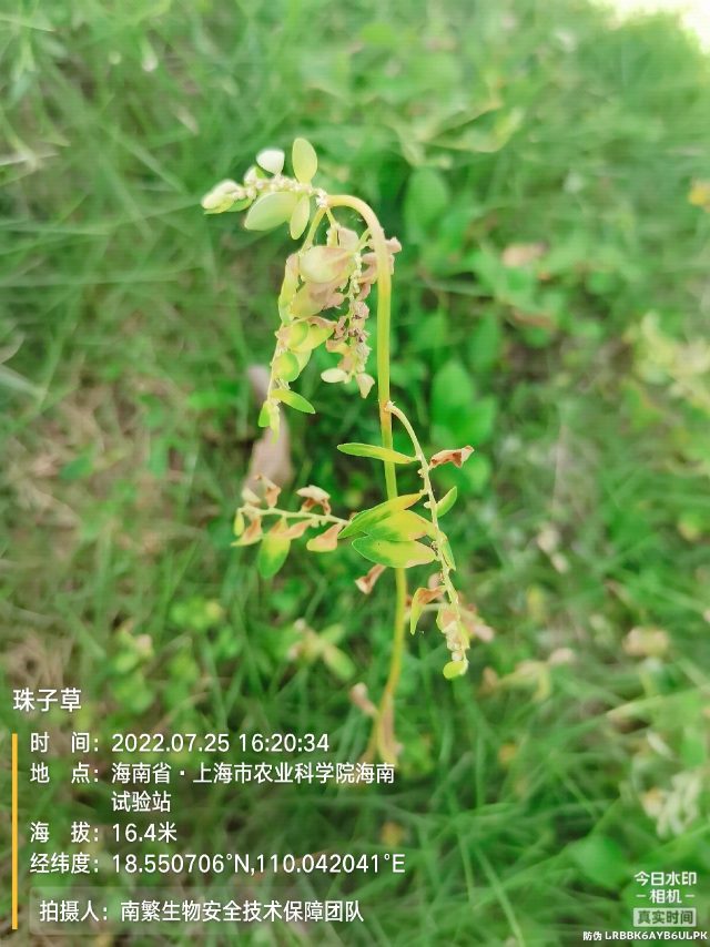 珠子草