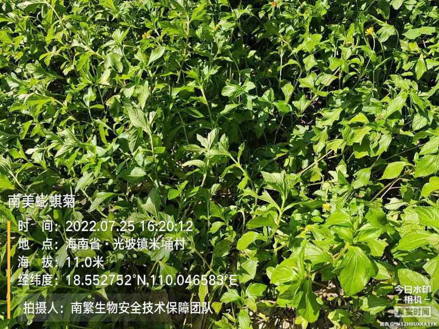 南美蟛蜞菊