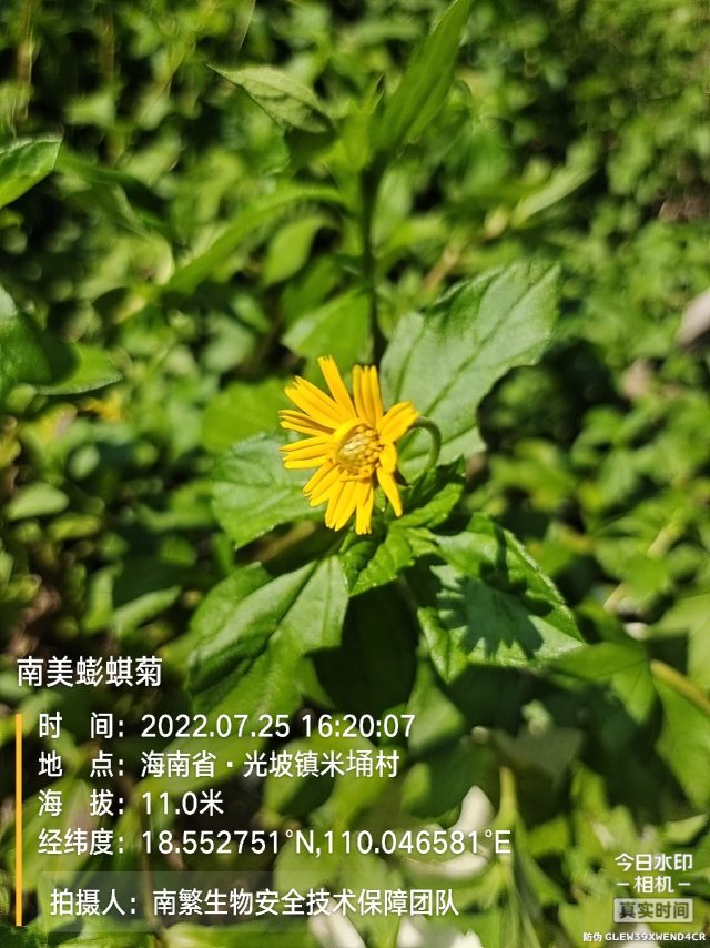 南美蟛蜞菊