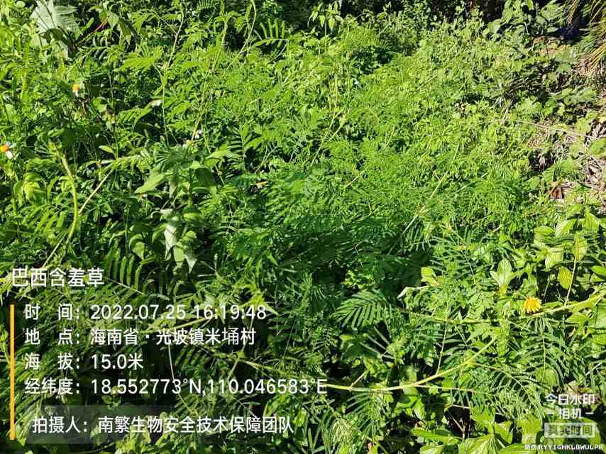 巴西含羞草