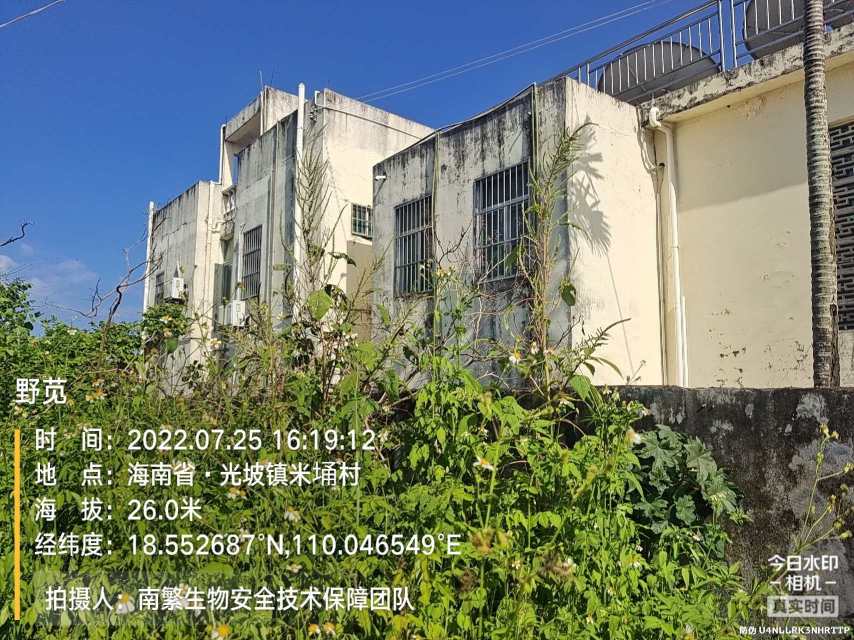 野苋