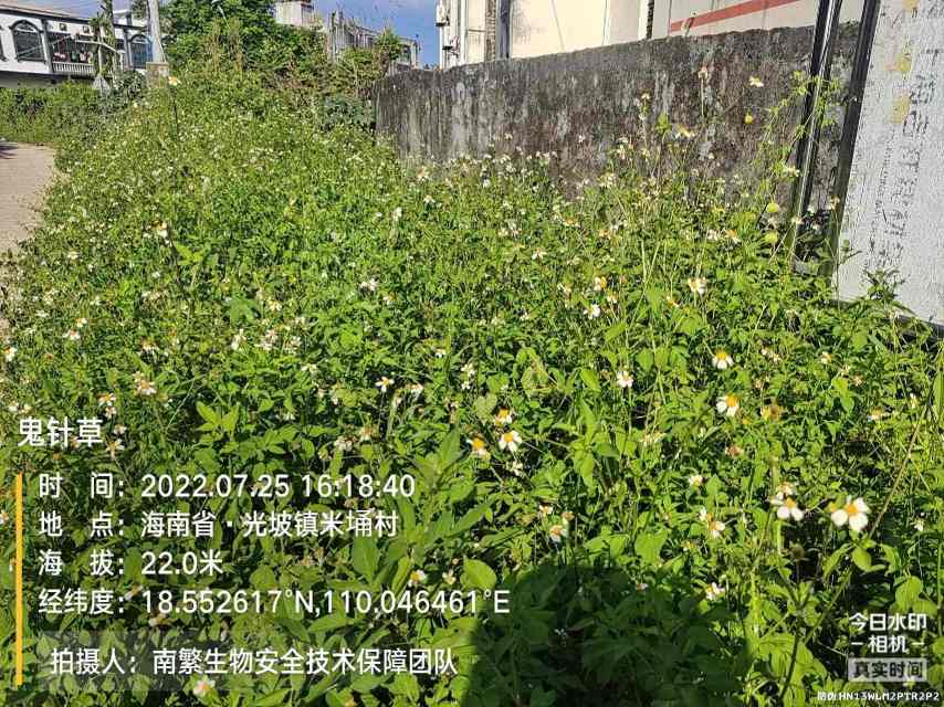 鬼针草