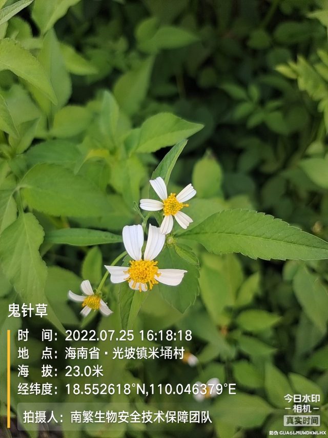 鬼针草