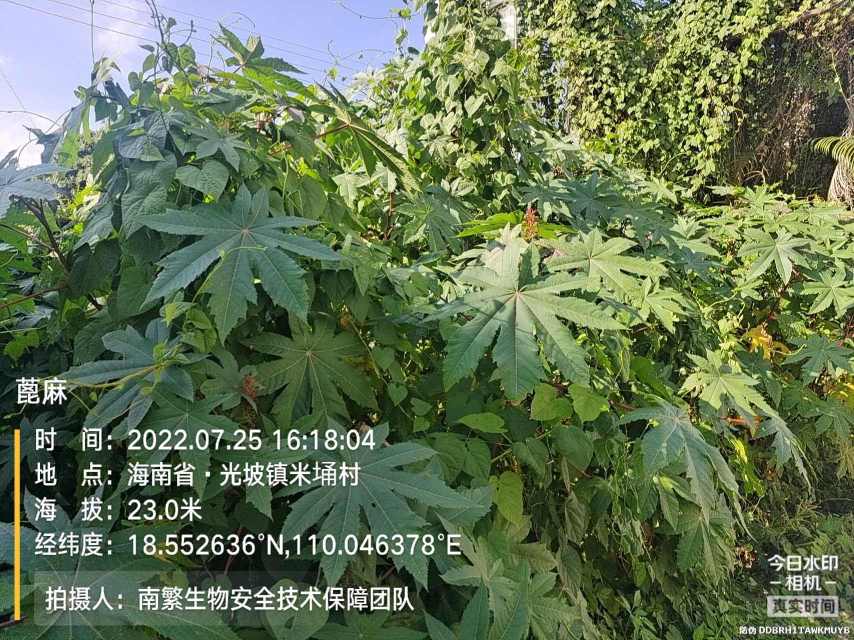 蓖麻