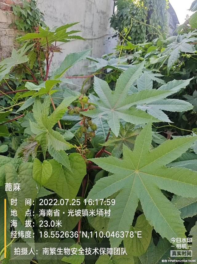 蓖麻