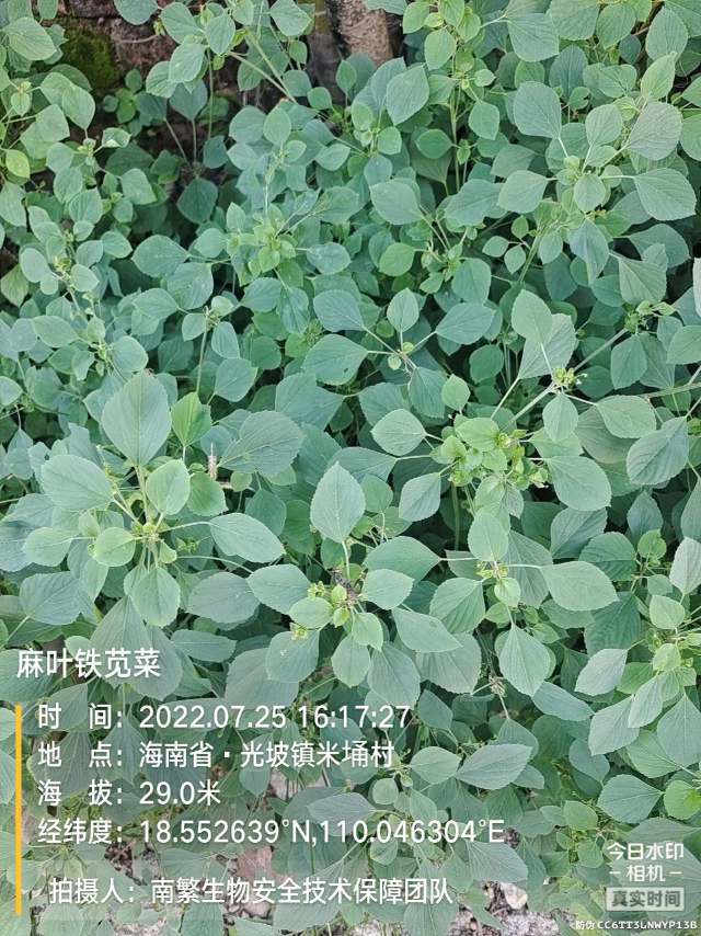 麻叶铁苋菜