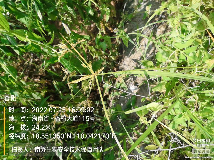 香附